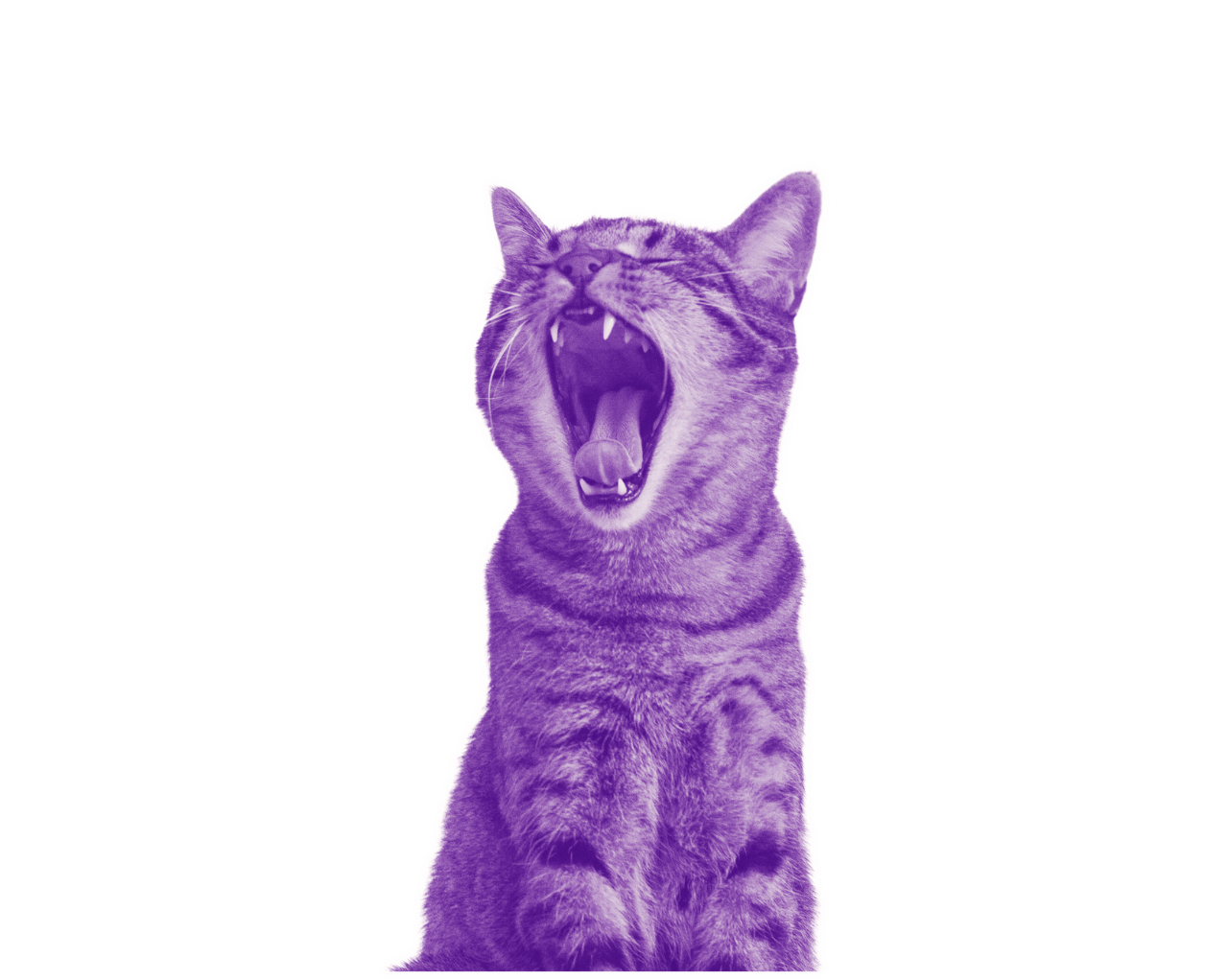 A cat yelling comically