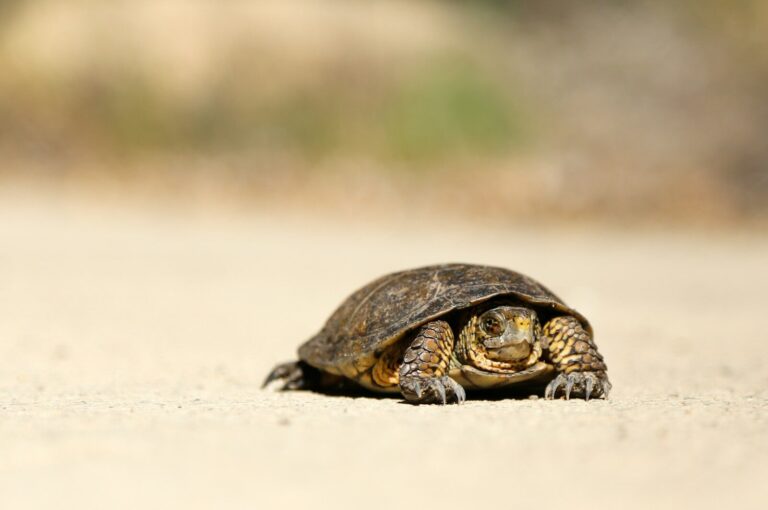 Slow WordPress Site Fix That Actually Holds